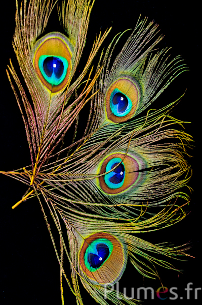 Pavone blu con strass - 15-20 cm - giallo